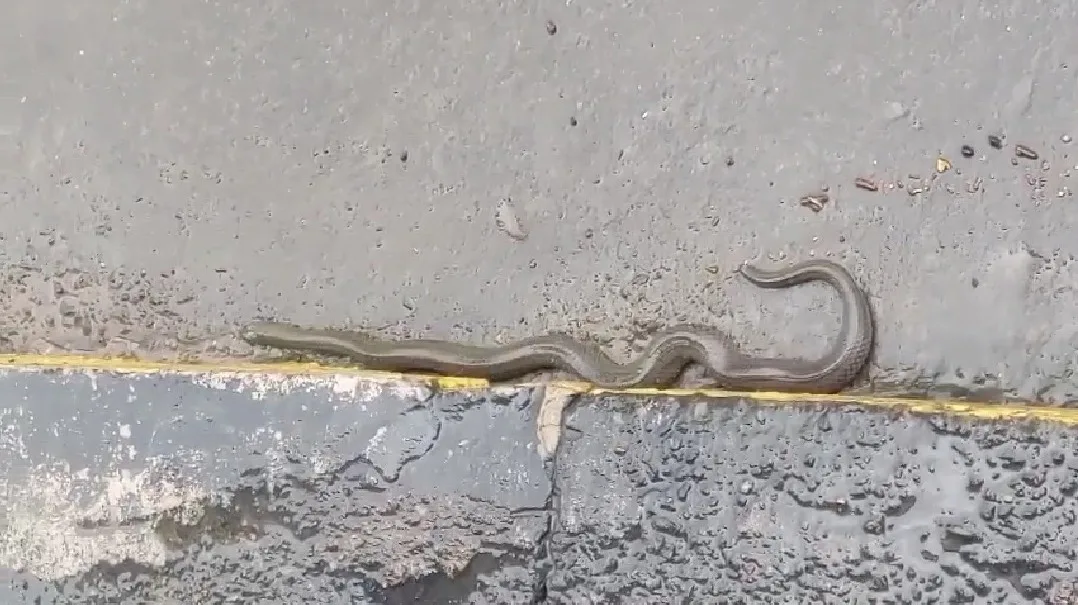 VÍDEO | Cobra é avistada durante enchente em Cariacica