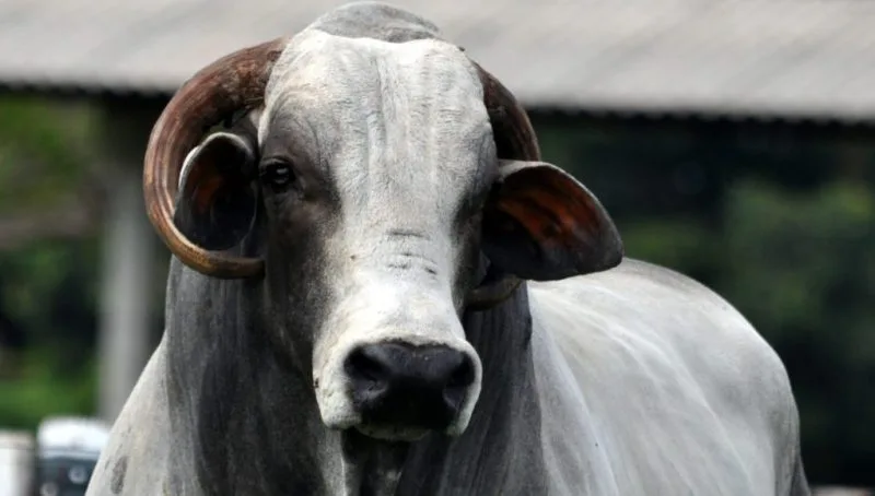 Competição estadual reúne pecuaristas de Nelore do país em Colatina