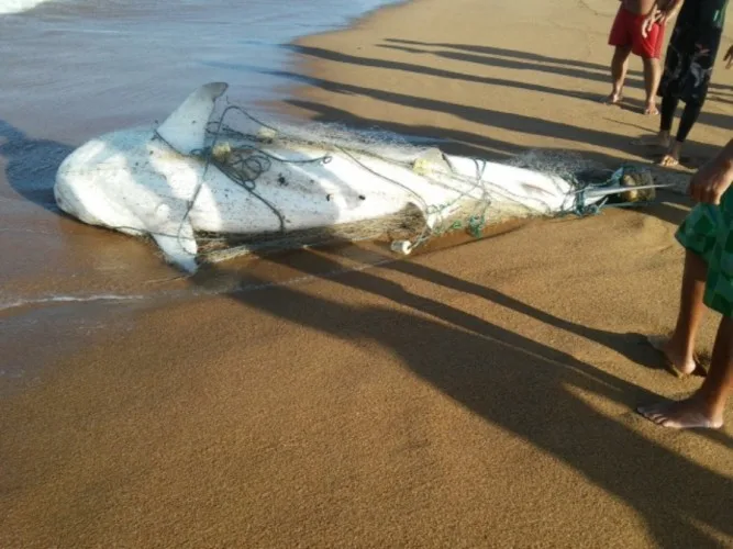 Pescadores encontram tubarão de 400kg em praia de Regência