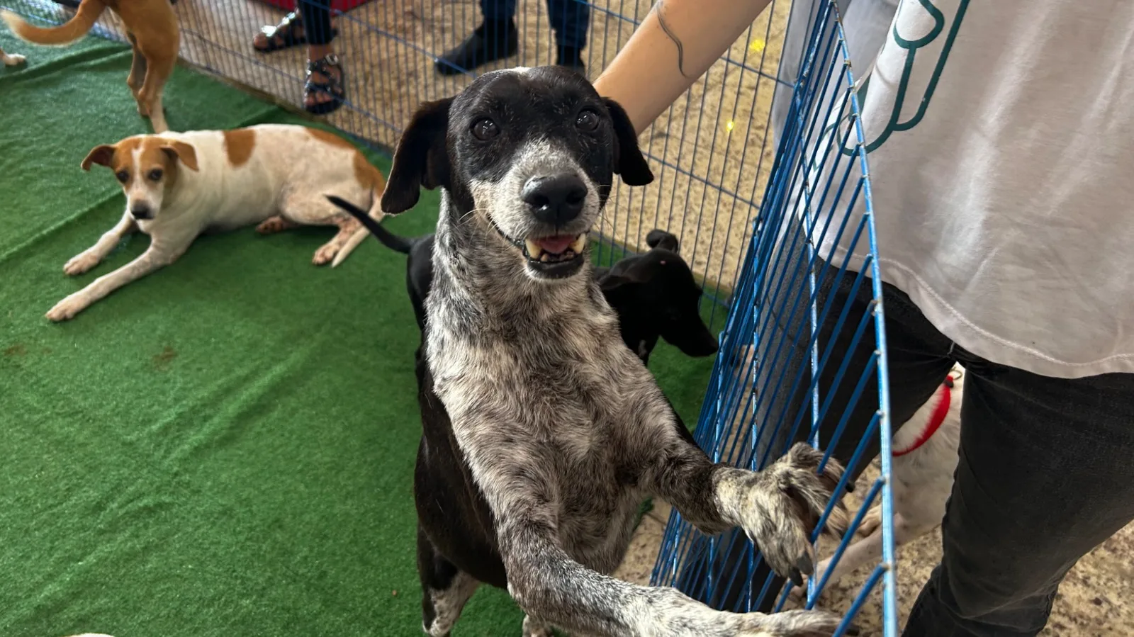 Feira de adoção de cães e gatos acontece neste sábado em Viana