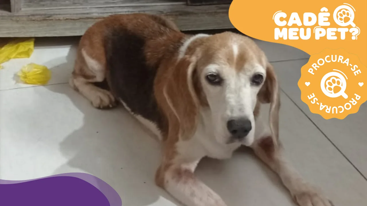 Akira: cadela da raça beagle desapareceu em Vitória