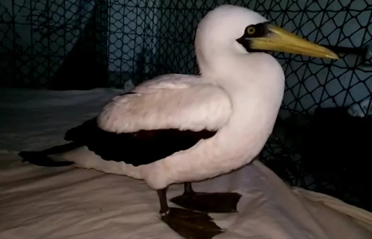 Animais exóticos e raros são vistos no Espírito Santo