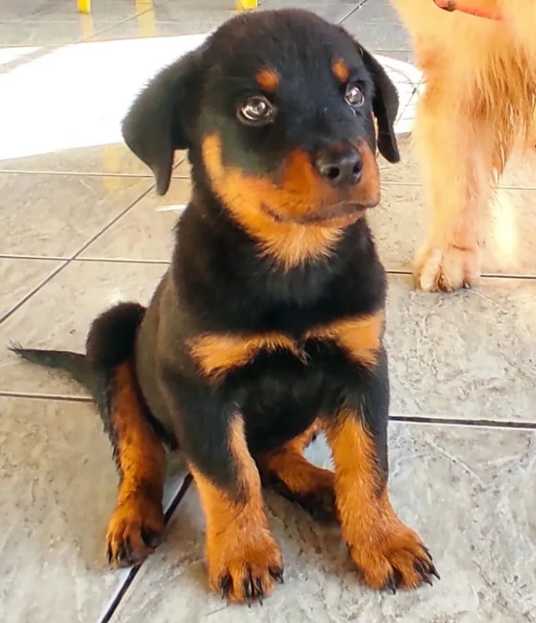 Cachorro furtado em Vila Velha, rottweiler Lucas é devolvido para a dona