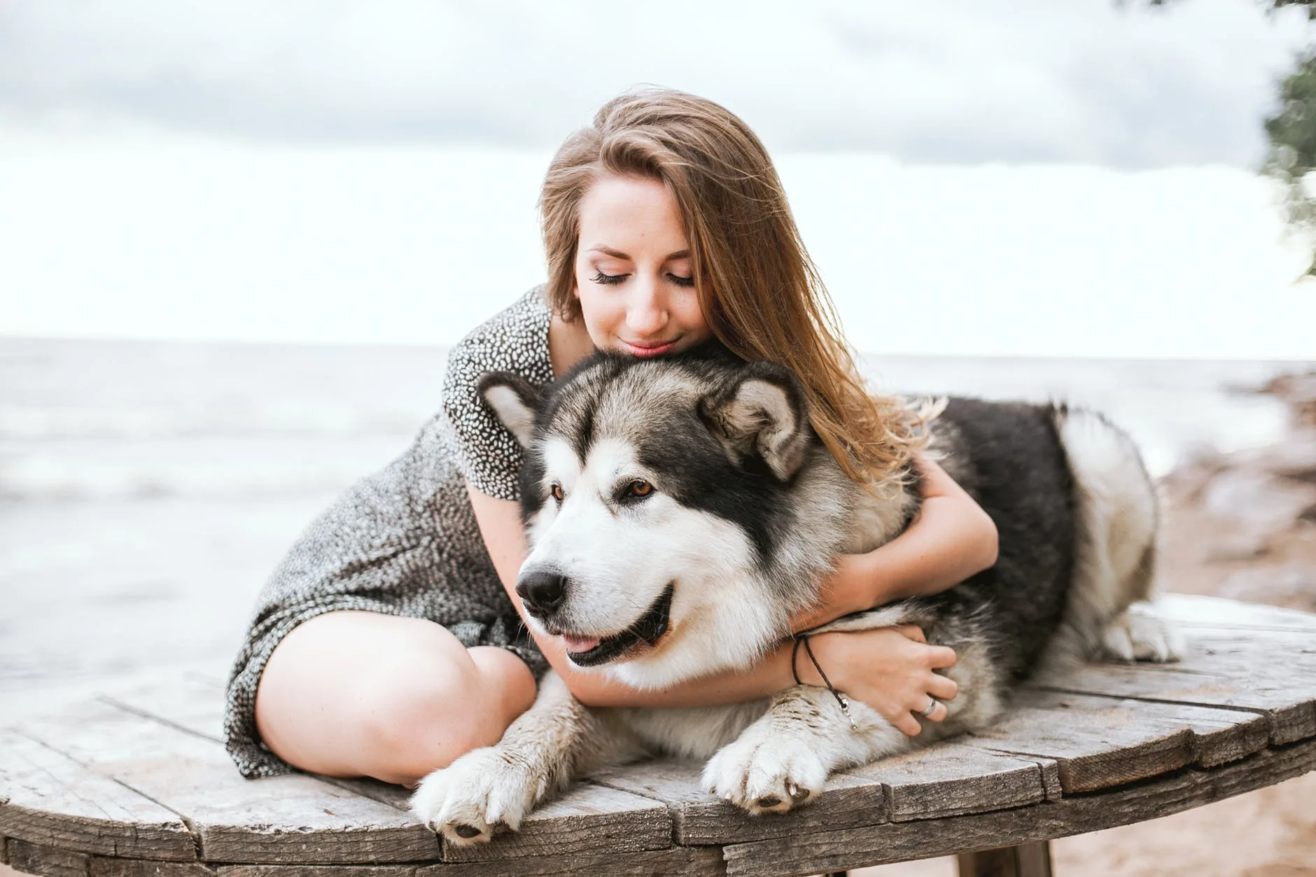 Férias de fim de ano podem causar estresse em animais e tutores