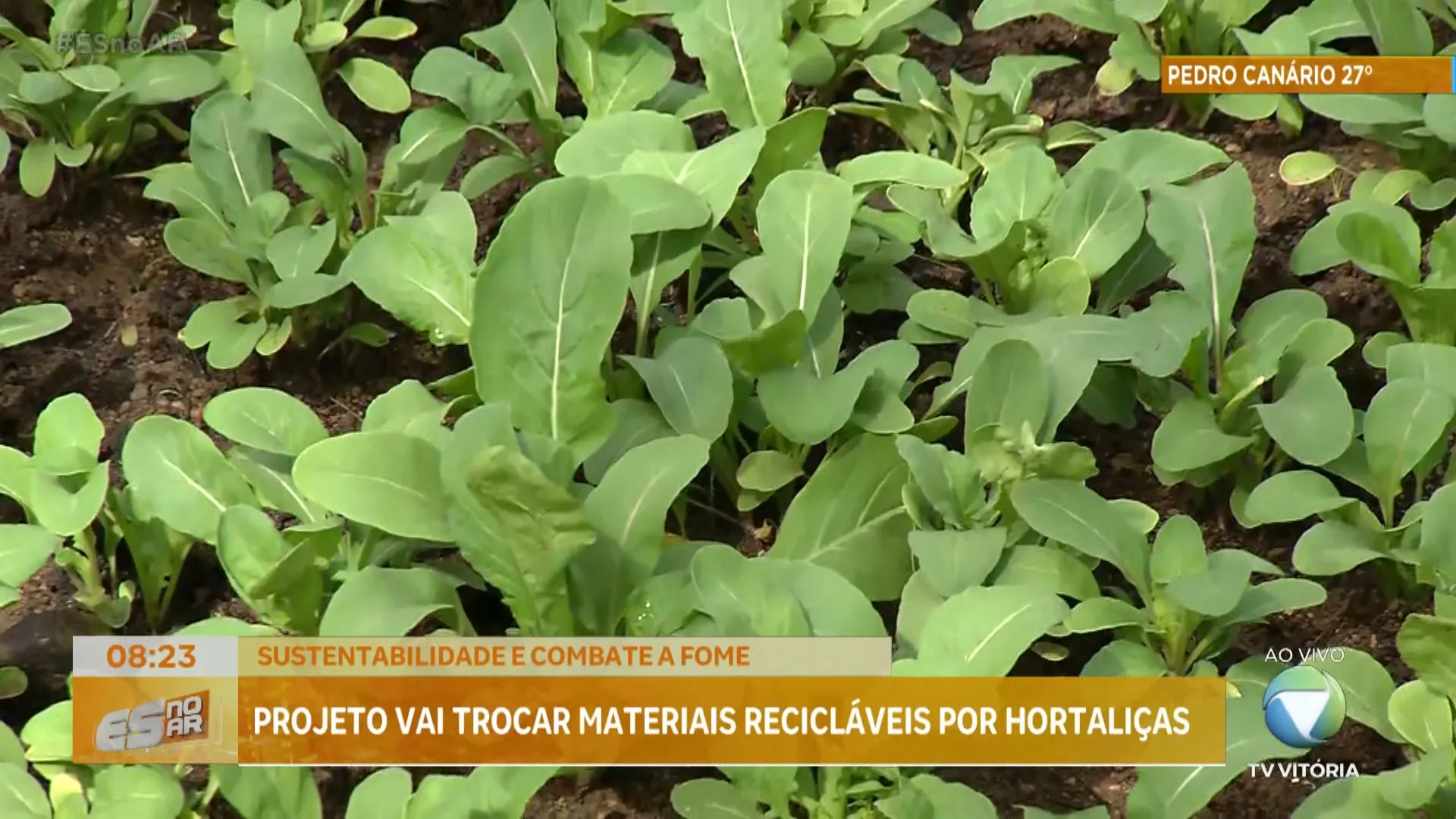 Projeto vai trocar materiais recicláveis por hortaliças