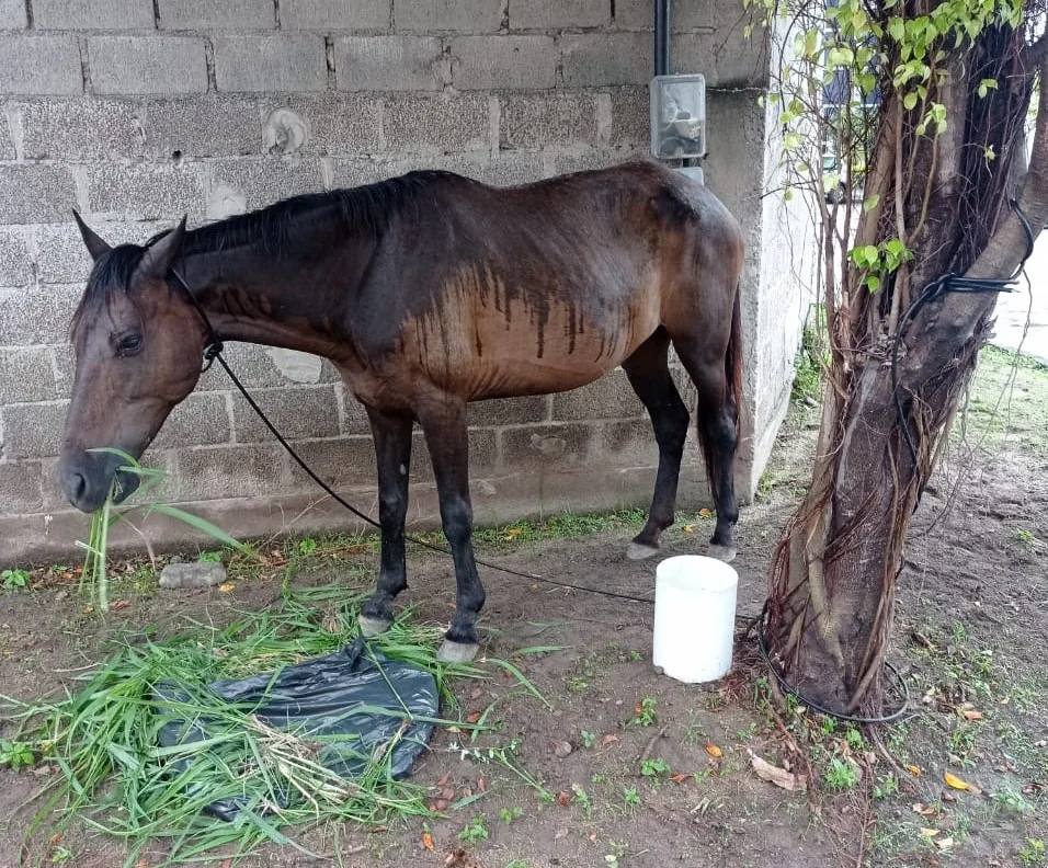 Moradores ajudam cavalo abandonado e se queixam sobre serviço de recolhimento na capital