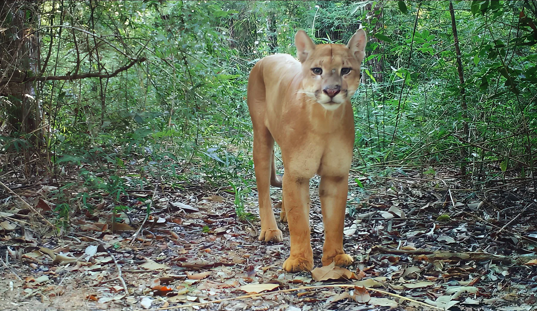 Onça-parda parada na floresta do Instituto Terra, olhando diretamente para a câmera