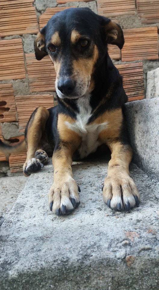 Leitora procura pelo cachorrinho Totó