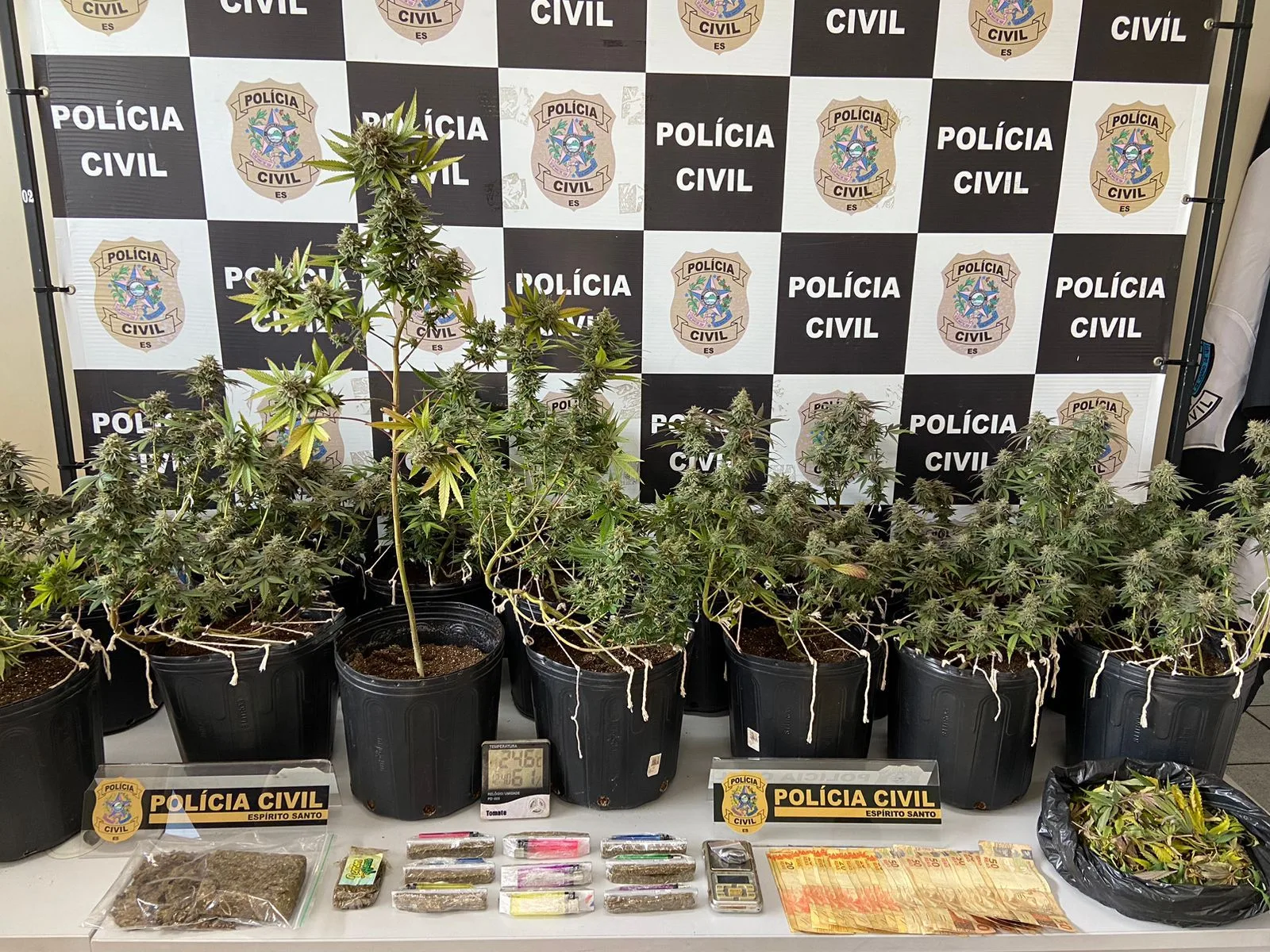 Jardim de skunk: suspeito é preso com plantação de super maconha