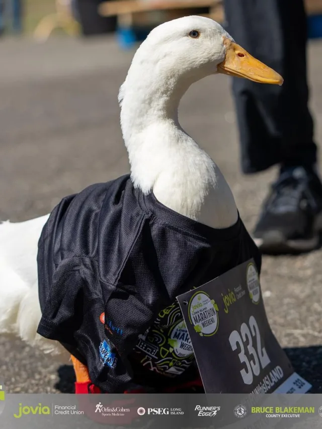 VÍDEO | Pato corre maratona, ganha medalha e viraliza nas redes sociais