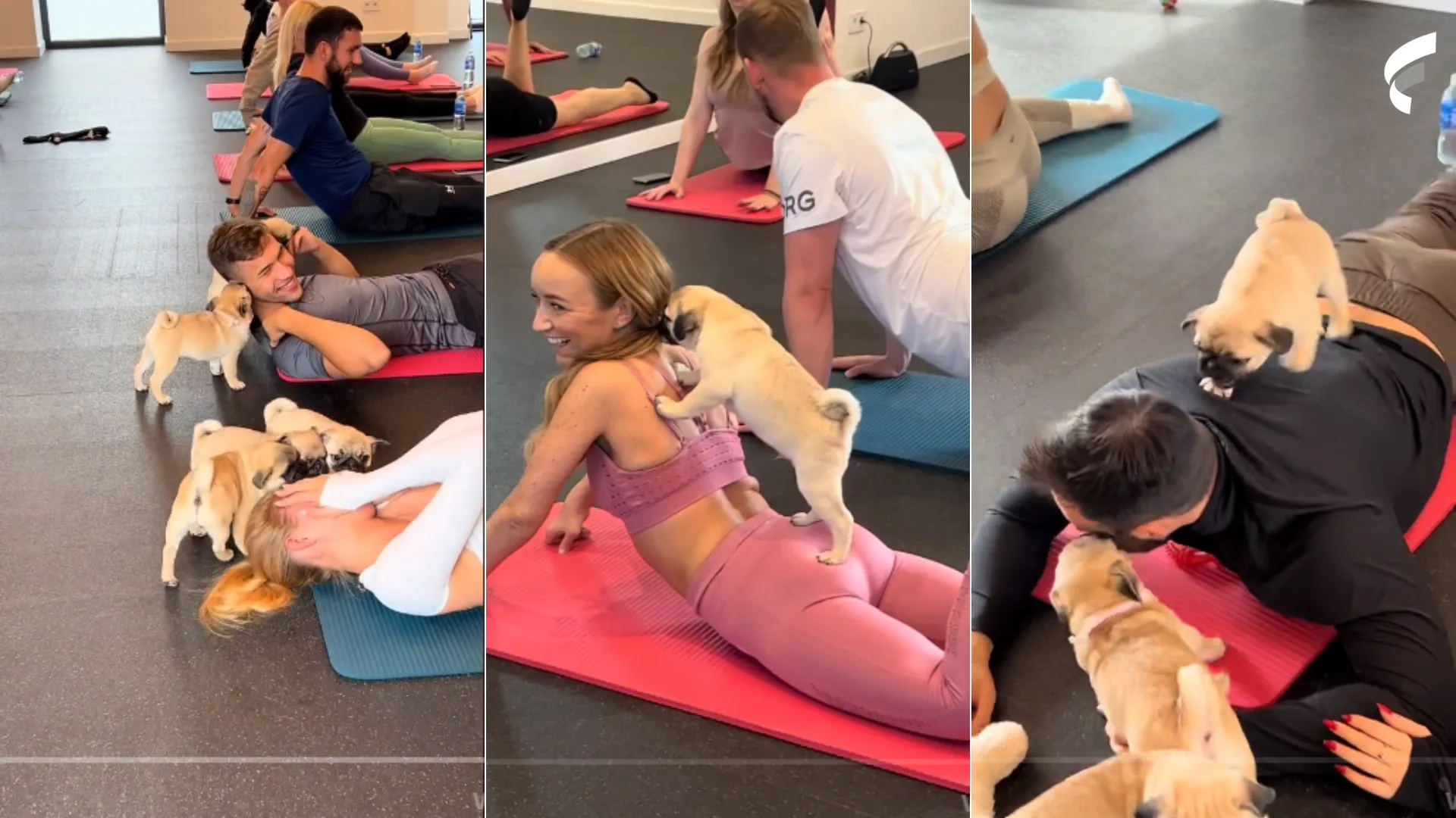 Foto: Reprodução/TikTok/@@puppyoga_lietuva