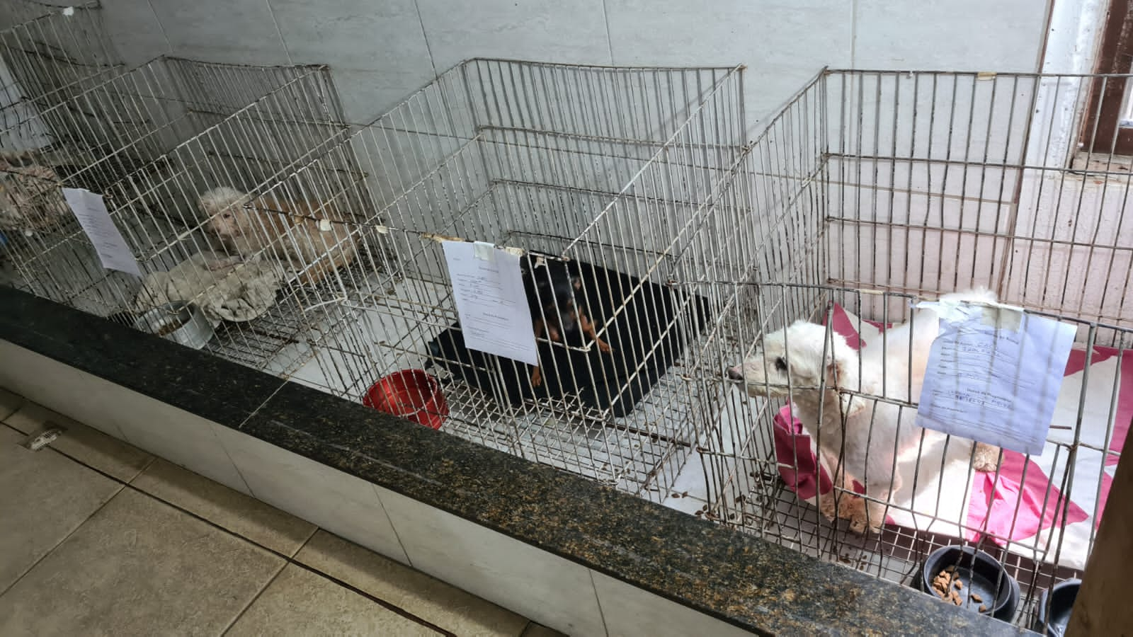 "Vários cachorros morreram por negligência", afirma ex-funcionária de clínica interditada em Vila Velha