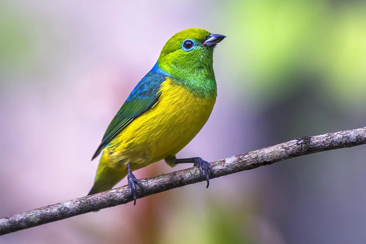 Gaturamo-bandeira colorido posando em um galho na Mata Atlântica, com suas cores vibrantes remetendo à bandeira do Brasil. Foto: Leonardo Merçon / Instituto Últimos Refúgios.