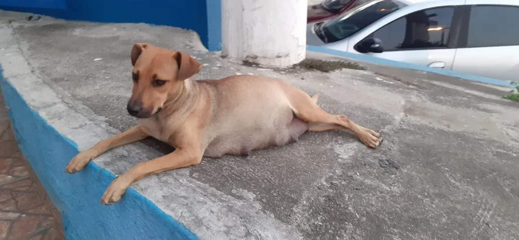 VÍDEO | Cadela de rua grávida pede ajuda em clínica veterinária para ter filhotes