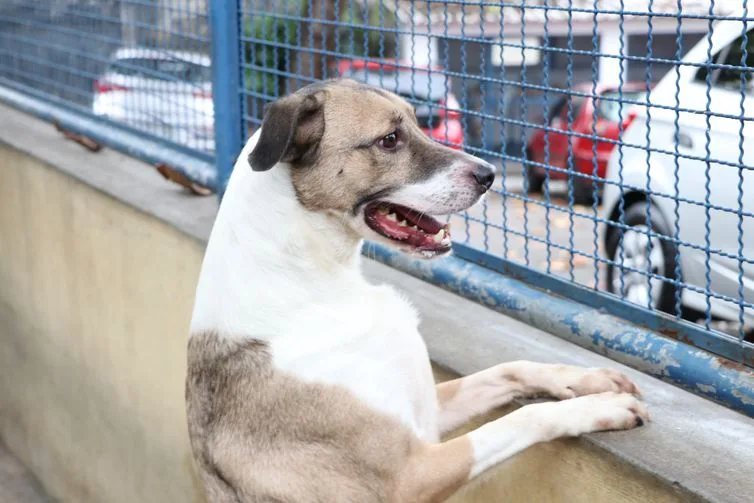 Serra abre vagas para castração gratuita de cães e gatos. Veja quem pode participar!