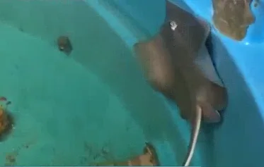 Suspeito de capturar animais marinhos no ES e vender em quatro estados é preso