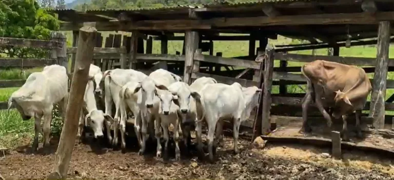 Fazendeiro de Rio Bananal é preso por furtar bois e ração de vizinhos