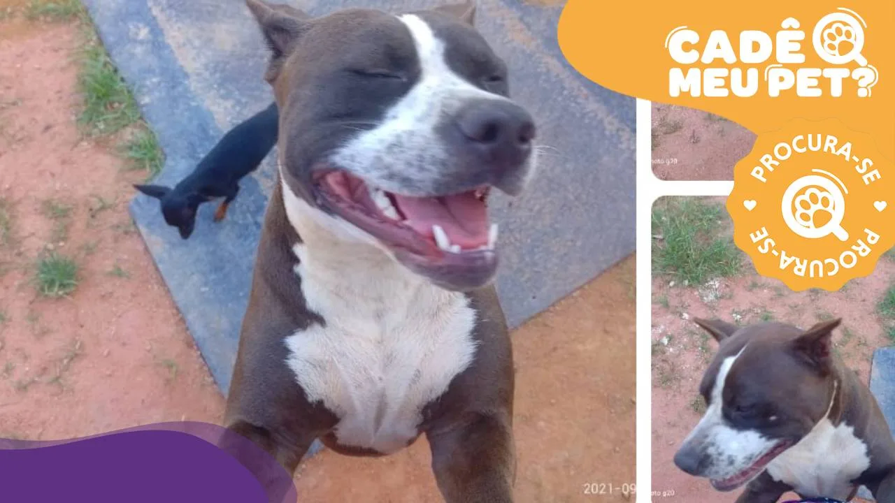 Pitbull Kiara some na Serra e tutora pede ajuda para encontrá-la