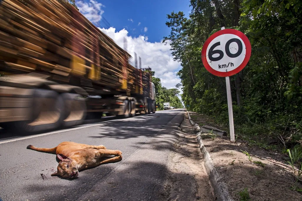 Onça-parda atropelada na BR-101, ilustrando a importância da conservação e os desafios enfrentados pela vida selvagem. A imagem é usada para enfatizar a necessidade de conservação ambiental e a ética na fotografia de natureza, mostrando as consequências diretas da interação humana com habitats naturais.