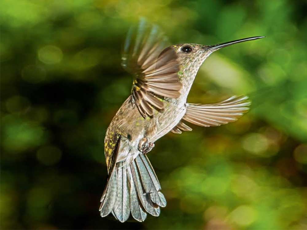 Mostra fotográfica sobre colibris em cartaz até esta sexta em Cachoeiro