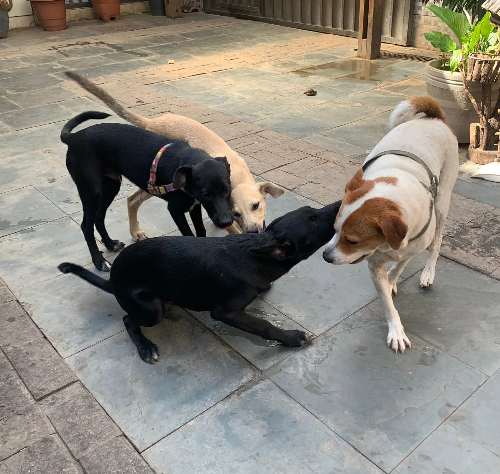 Cachorros são abandonados por professora em rua de Vila Velha