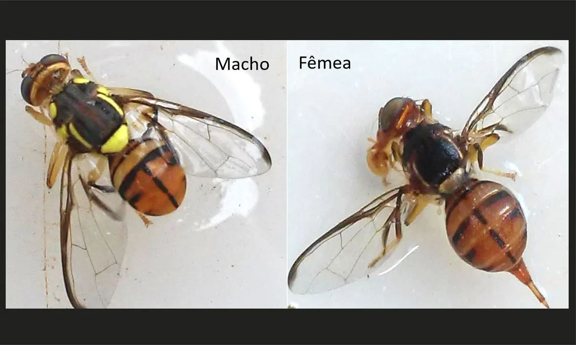 Brasília (DF) – A mosca-da-carambola (Bactrocera carambolae, Drew & Hancock) é uma praga quarentenária presente e um dos principais riscos à agricultura nacional, devido aos seus danos econômicos, que podem ser diretos, quando causados por larvas que se alimentam da polpa dos frutos hospedeiros, apodrecendo-os, e indiretos, que são aqueles causados pela barreira fitossanitária imposta […]