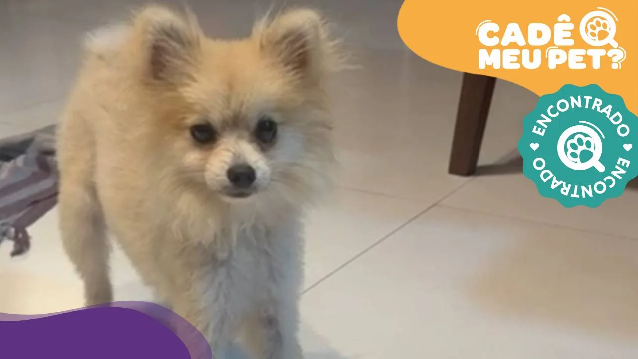 Chuchu voltou para casa! Cão havia desaparecido em Vitória