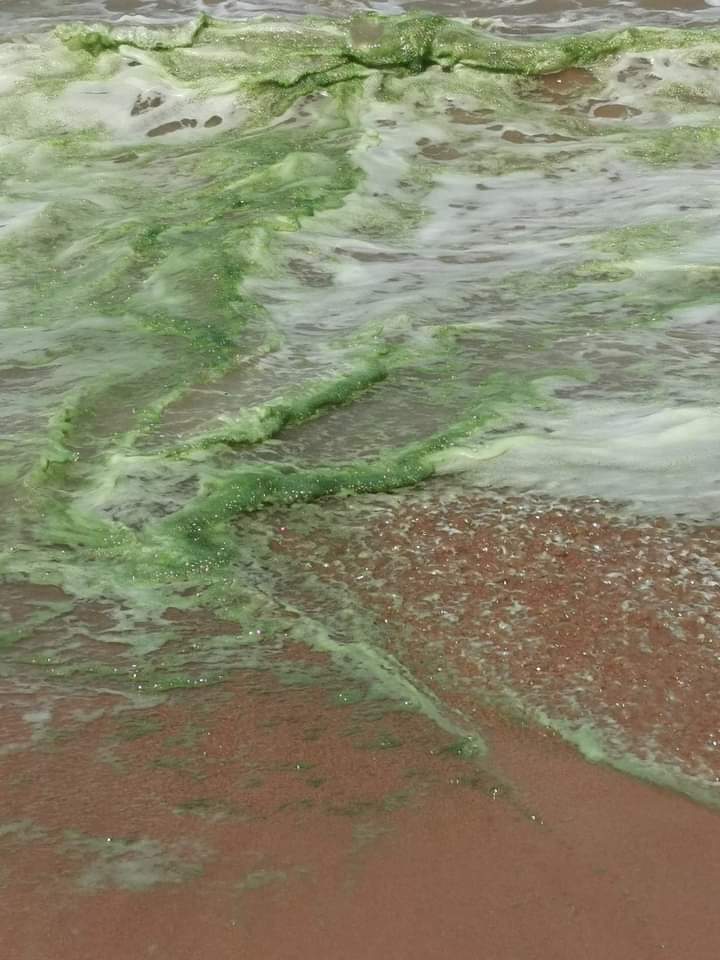 VÍDEO | Espuma verde no mar chama atenção na Praia de Manguinhos