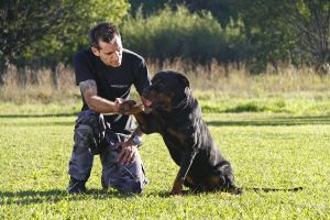 Viagem com o pet: como adaptar o cão ao novo ambiente?