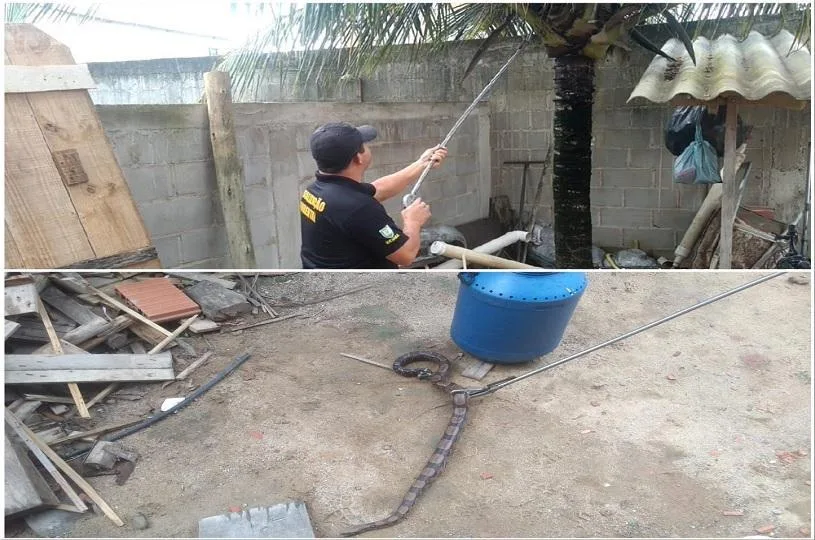 'Visita surpresa': jiboia é resgatada em quintal de casa na Serra