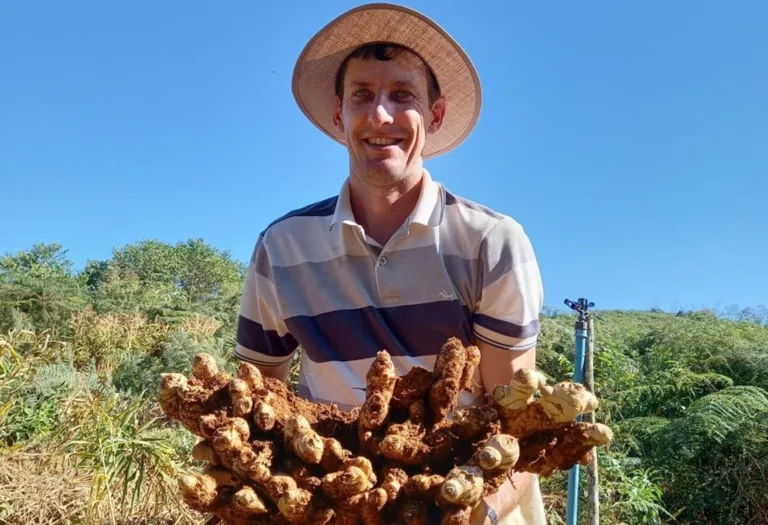 Gengibre capixaba ganha o mundo e alavanca agronegócio no ES