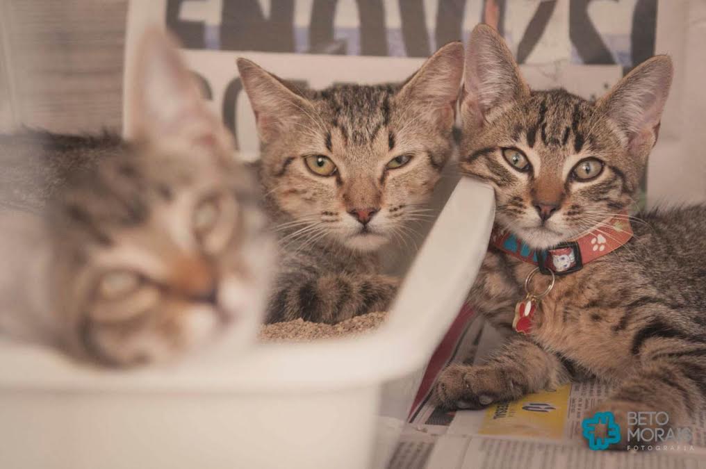 Terceira Feira de Adoção Petland Vitória acontece na Praia do Canto