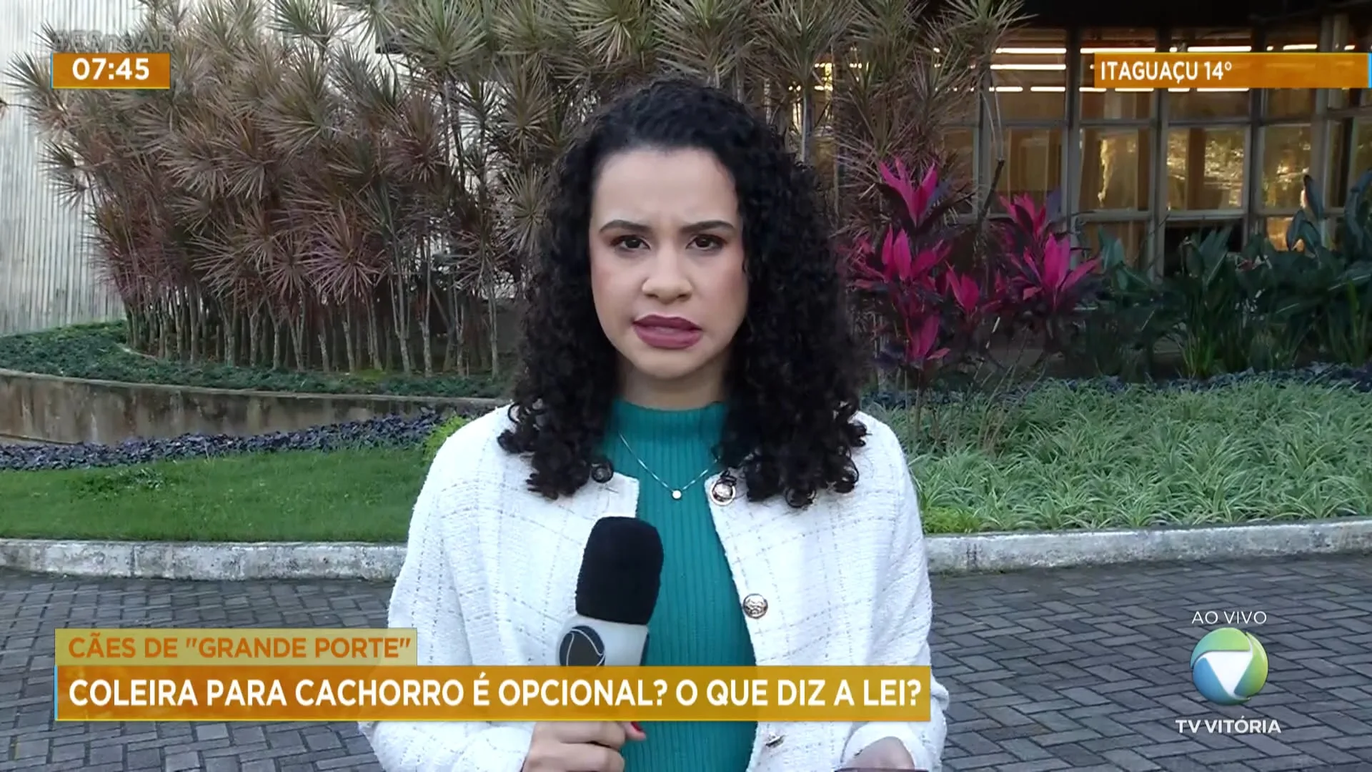 Coleira para cachorro é opcional? Entenda!