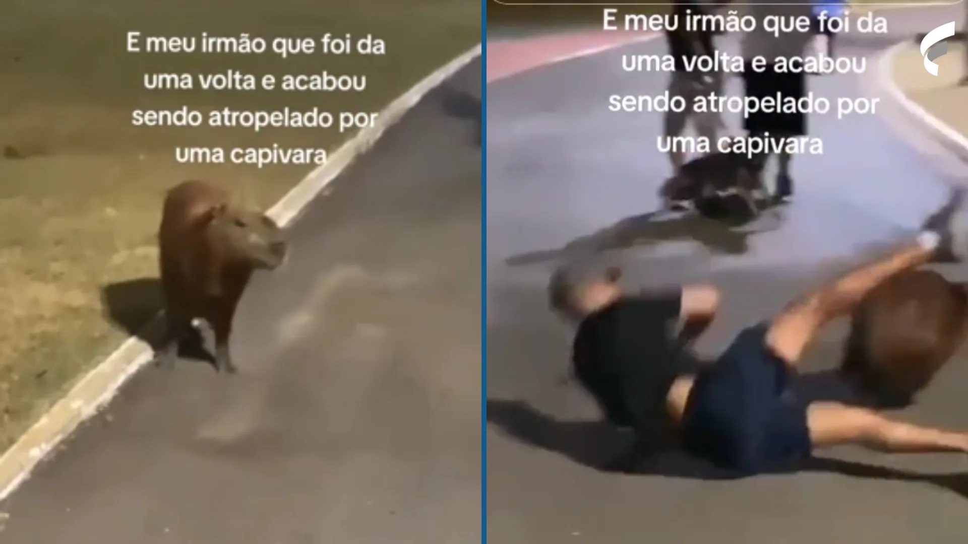 Deu a louca nos bichos? Capivara atropela homem e viraliza no TikTok