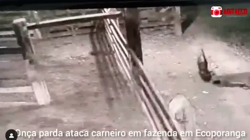 Câmera de fazenda registra onça atacando carneiro em Ecoporanga