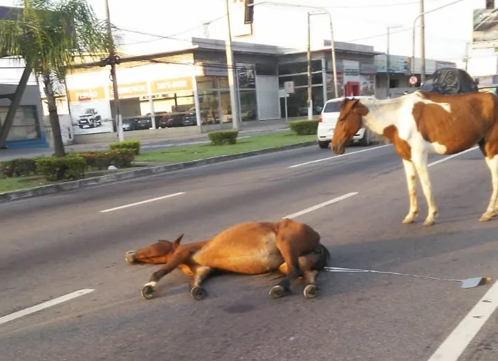 VÍDEO | Cavalo é atropelado por caminhão e animal "fica de luto" por amigo em Vila Velha