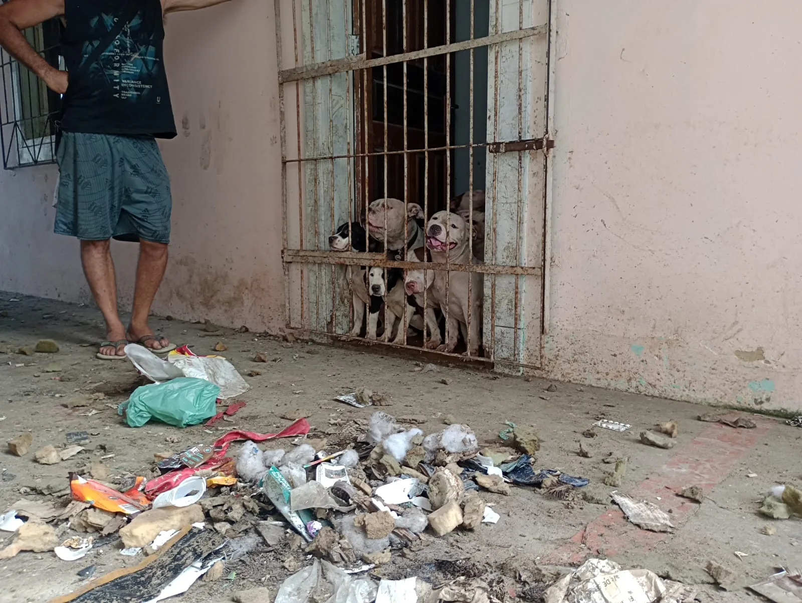 Suspeito de maus-tratos a cães preso em Fundão é liberado sem fiança