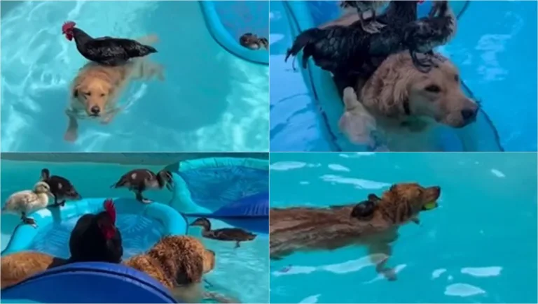 VÍDEO | Cachorro é flagrado em "festa" na piscina com galo e patos e viraliza
