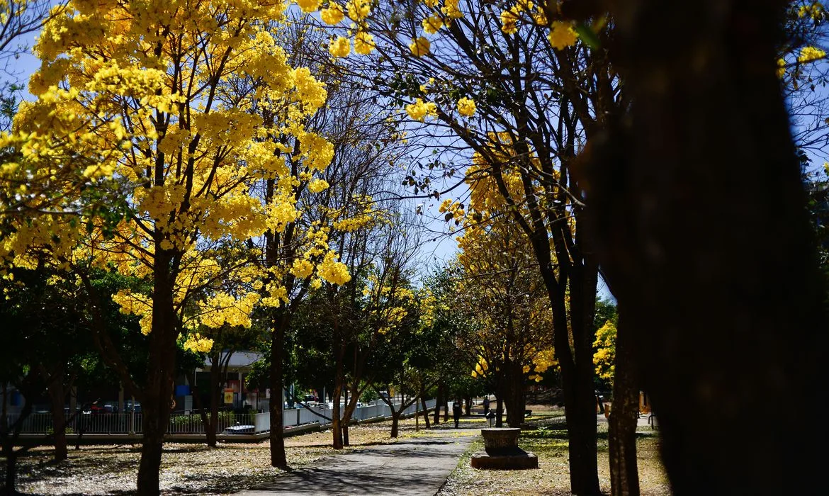 Floradas de ipês-amarelos florecem em Brasília