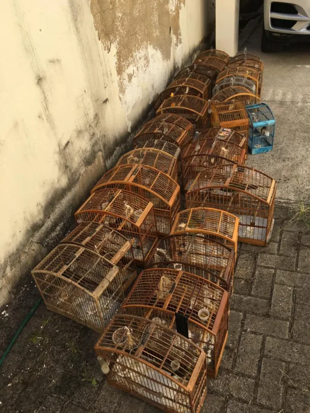 Quase 30 pássaros silvestres que eram mantidos em cativeiro são resgatados no Sul do ES