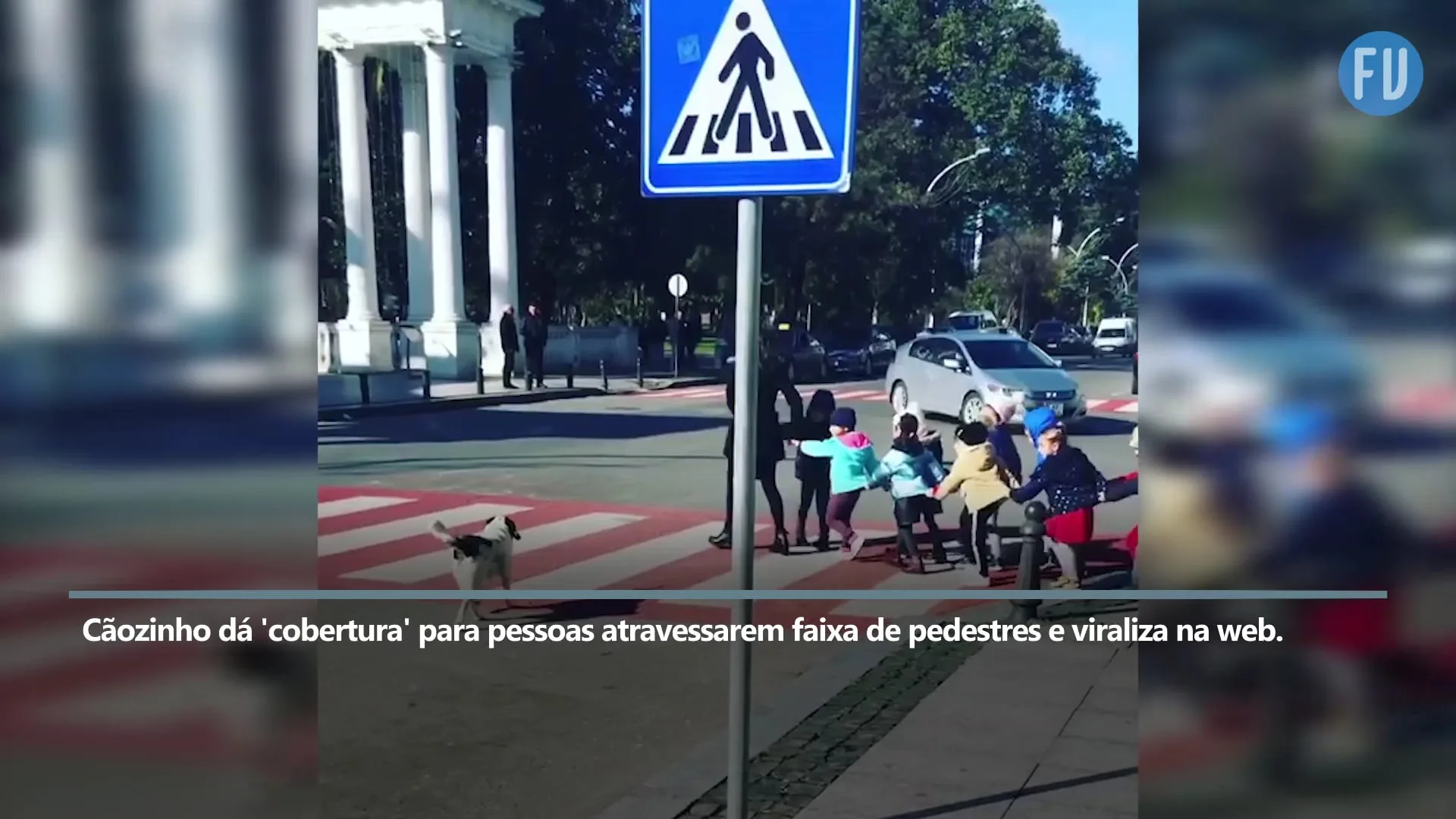 Cachorrinho ajuda pedestres a atravessarem a rua e viraliza na web