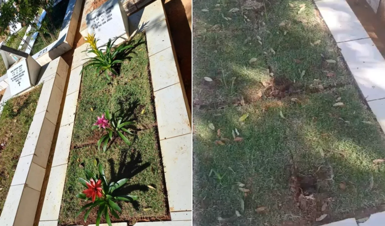 Jardineiro fantasma? Cemitério de Vitória é alvo de ladrão de flores