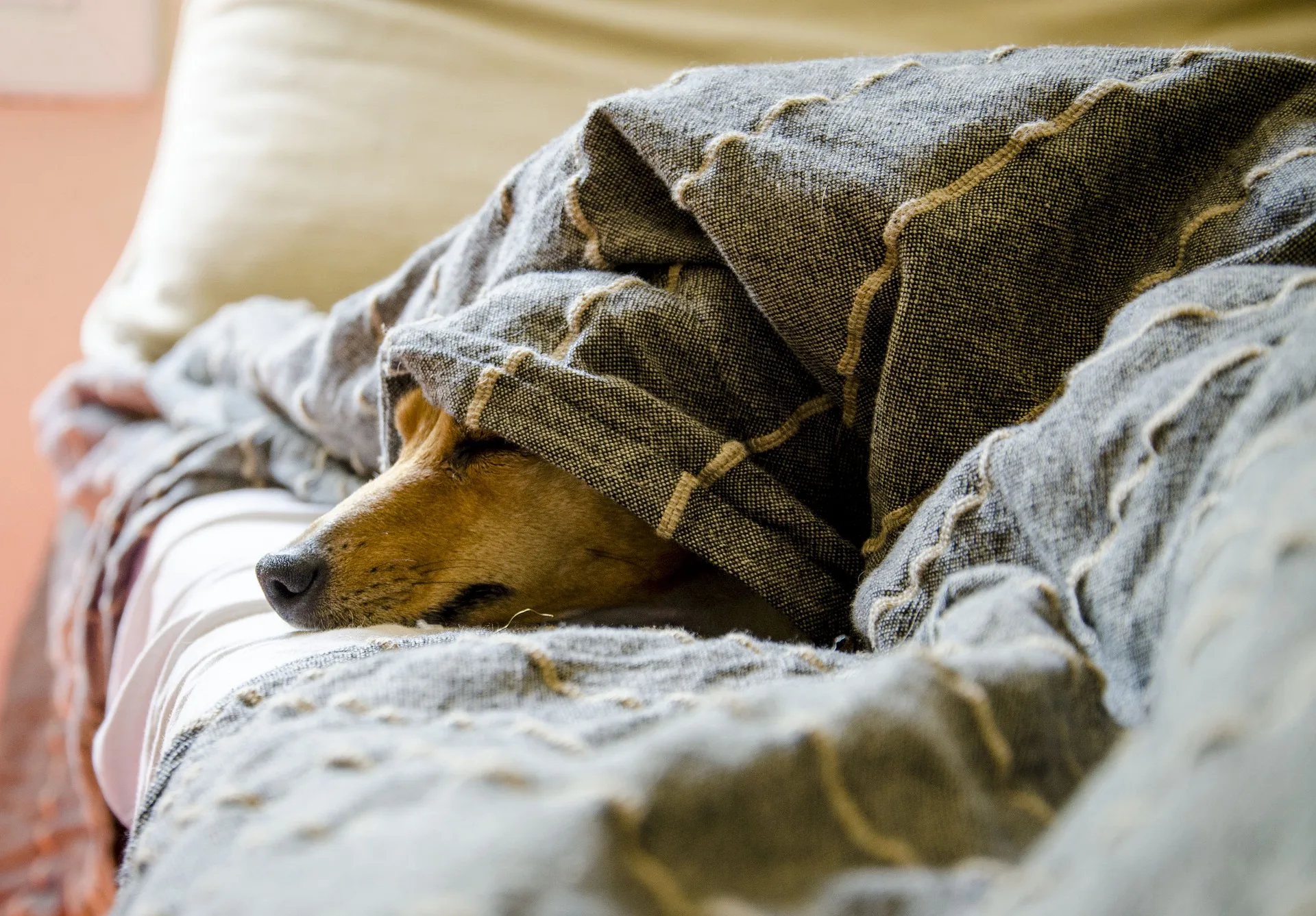 Febre maculosa: pets podem ser infectados e transmitir a doença? Conheça riscos e como prevenir