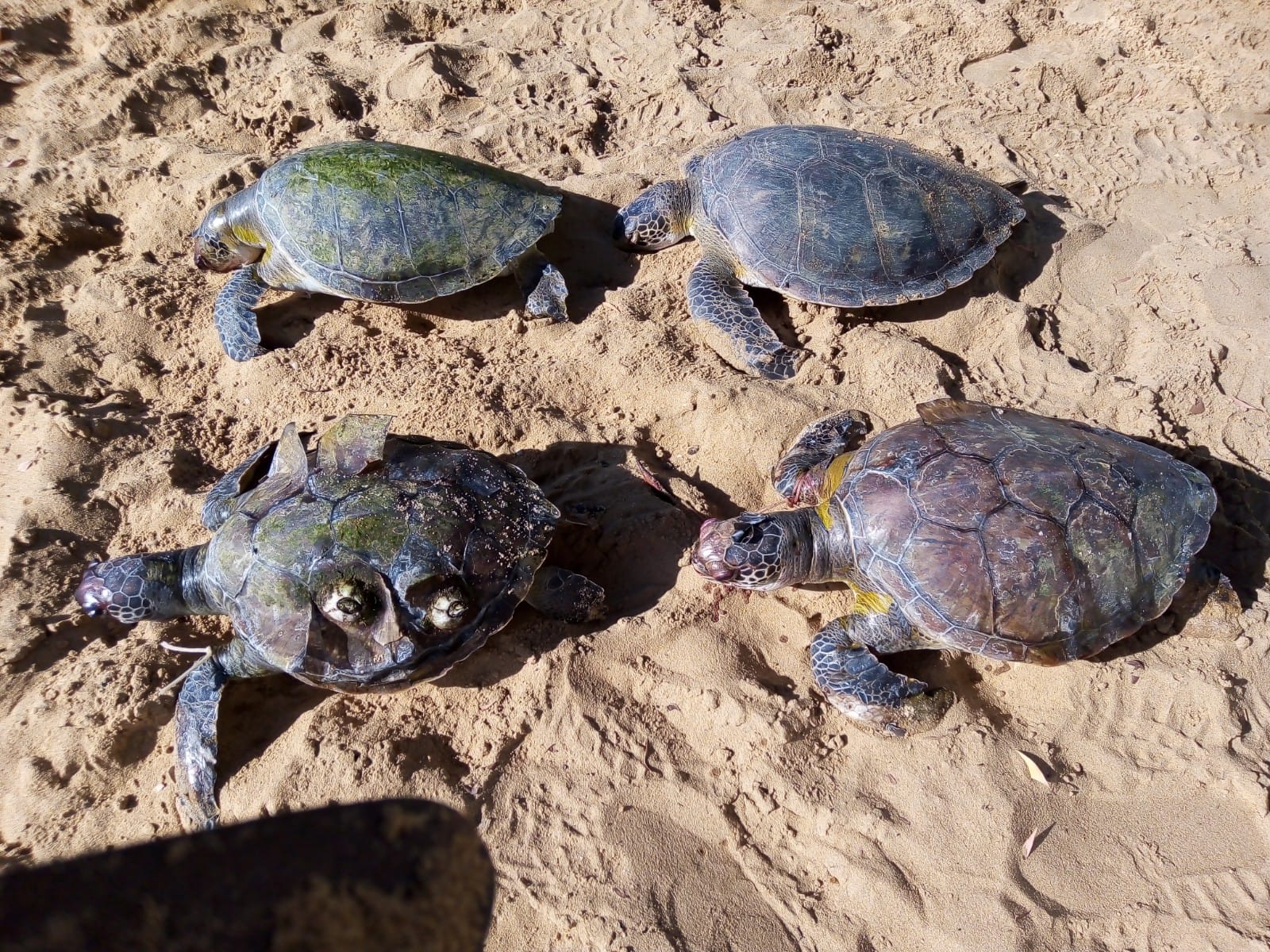 Quatro tartarugas são encontradas mortas em praia de Vila Velha