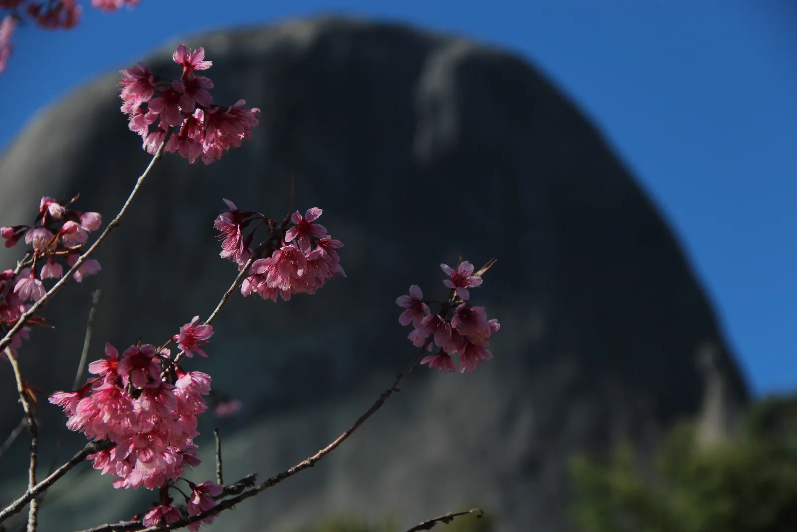 Visitação ao Bosque das Cerejeiras, em Domingos Martins, é cancelada