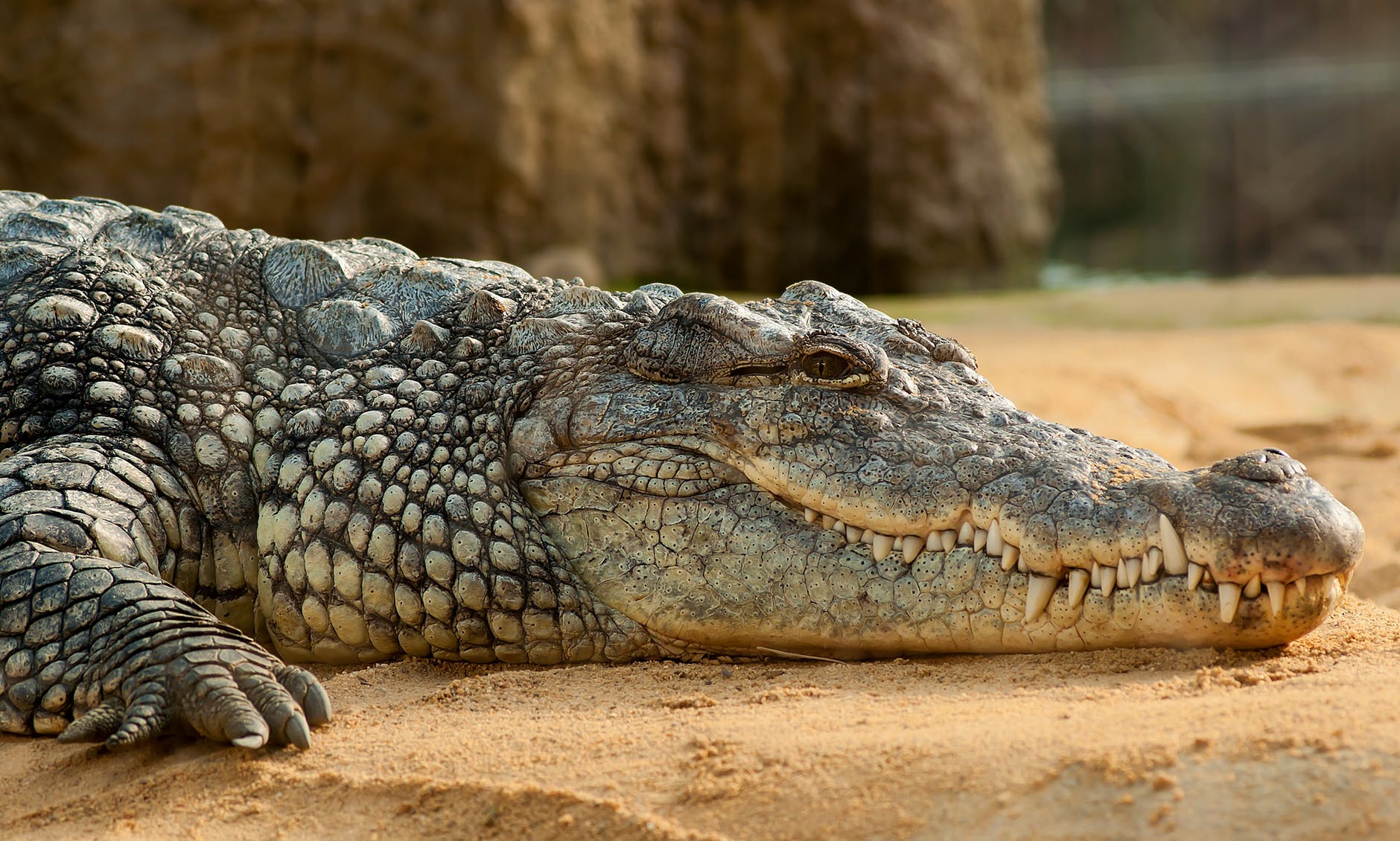 Cientistas acham nova espécie de crocodilo gigante