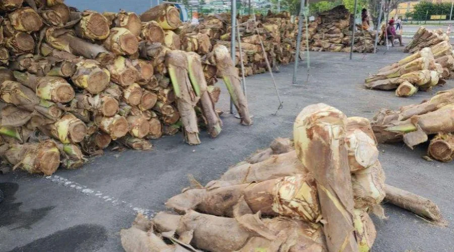 Semana Santa: pontos de venda de palmito começam a funcionar na Grande Vitória