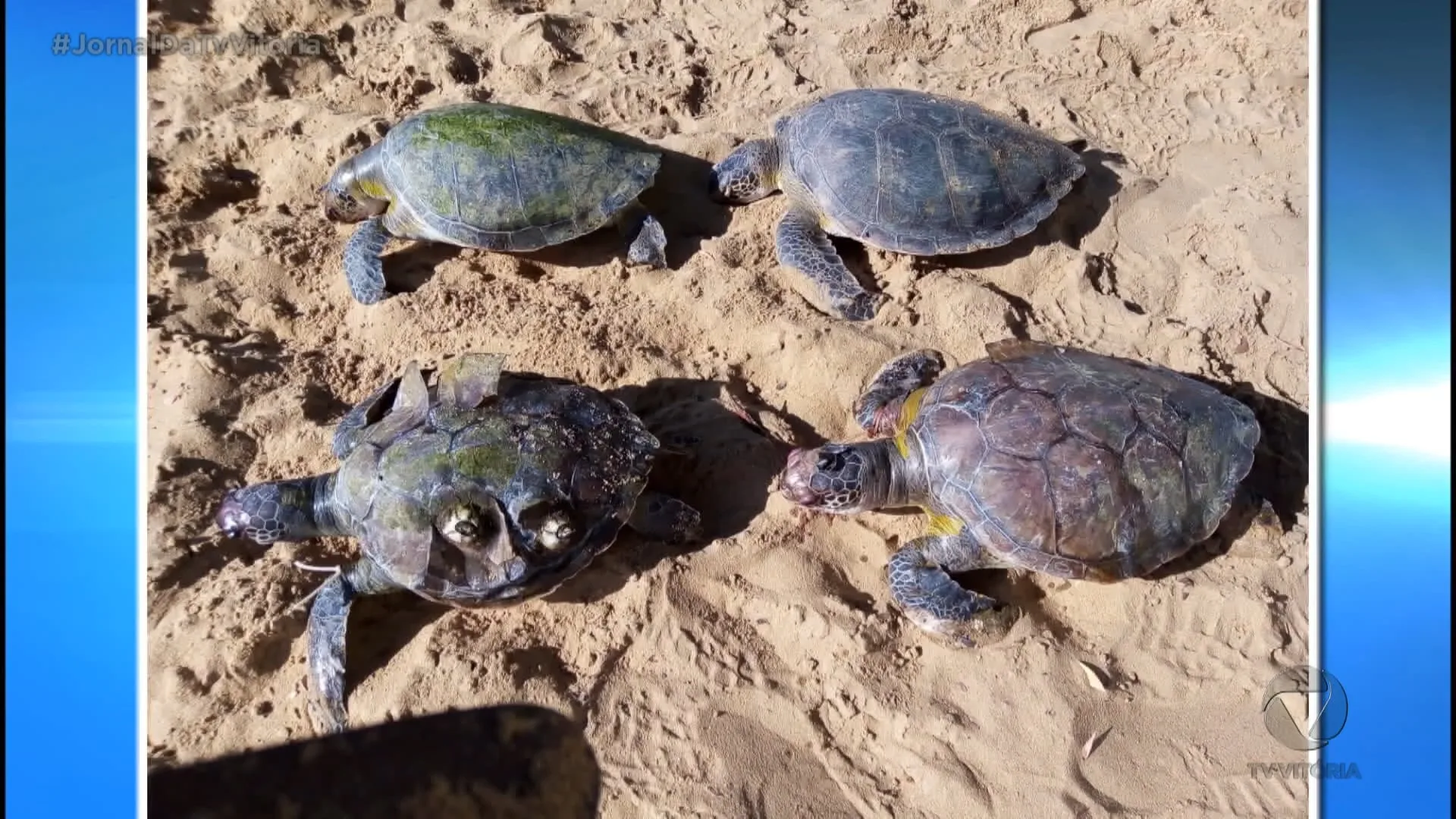 Quatro tartarugas são encontradas mortas na Praia da Costa, em Vila Velha