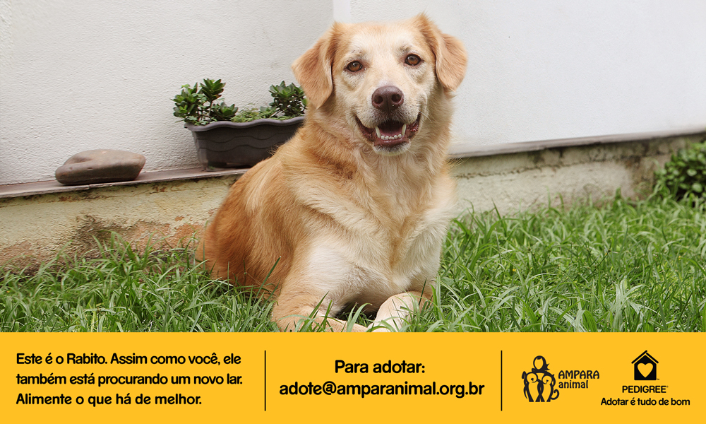 PEDIGREE® e ZAP se unem em projeto pela adoção de cães abandonados