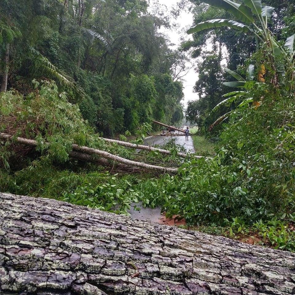 Chuvas fortes deixam casas destelhadas e derrubam árvores no interior do Estado